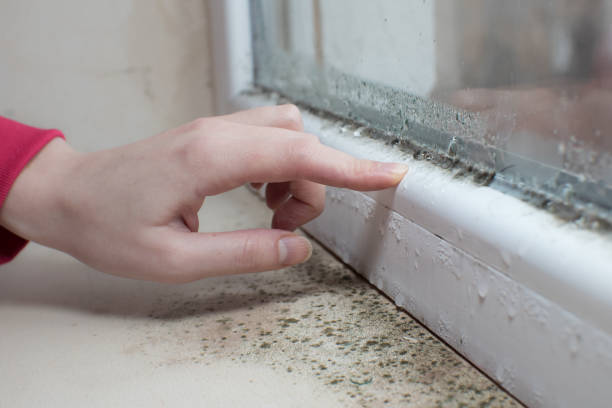 Best Biohazard Mold Removal  in Bay Shore, NY