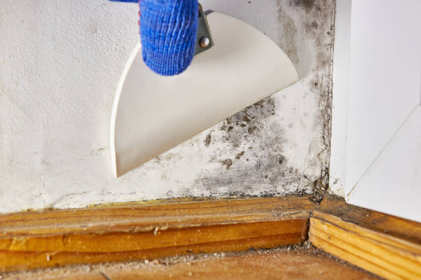 Best Mold Removal for HVAC Installations  in Bay Shore, NY
