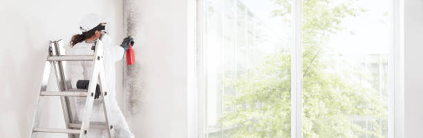 Best Mold Damage Restoration  in Bay Shore, NY
